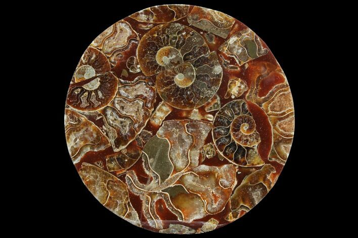 Composite Plate Of Agatized Ammonite Fossils #107207